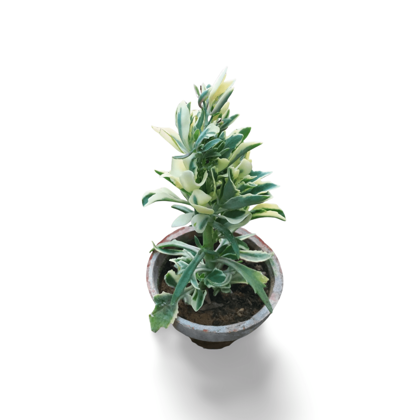 Kalanchoe Laciniata Variegated - Shalamar Nurseries & LandscapersShalamar Nurseries & Landscapers