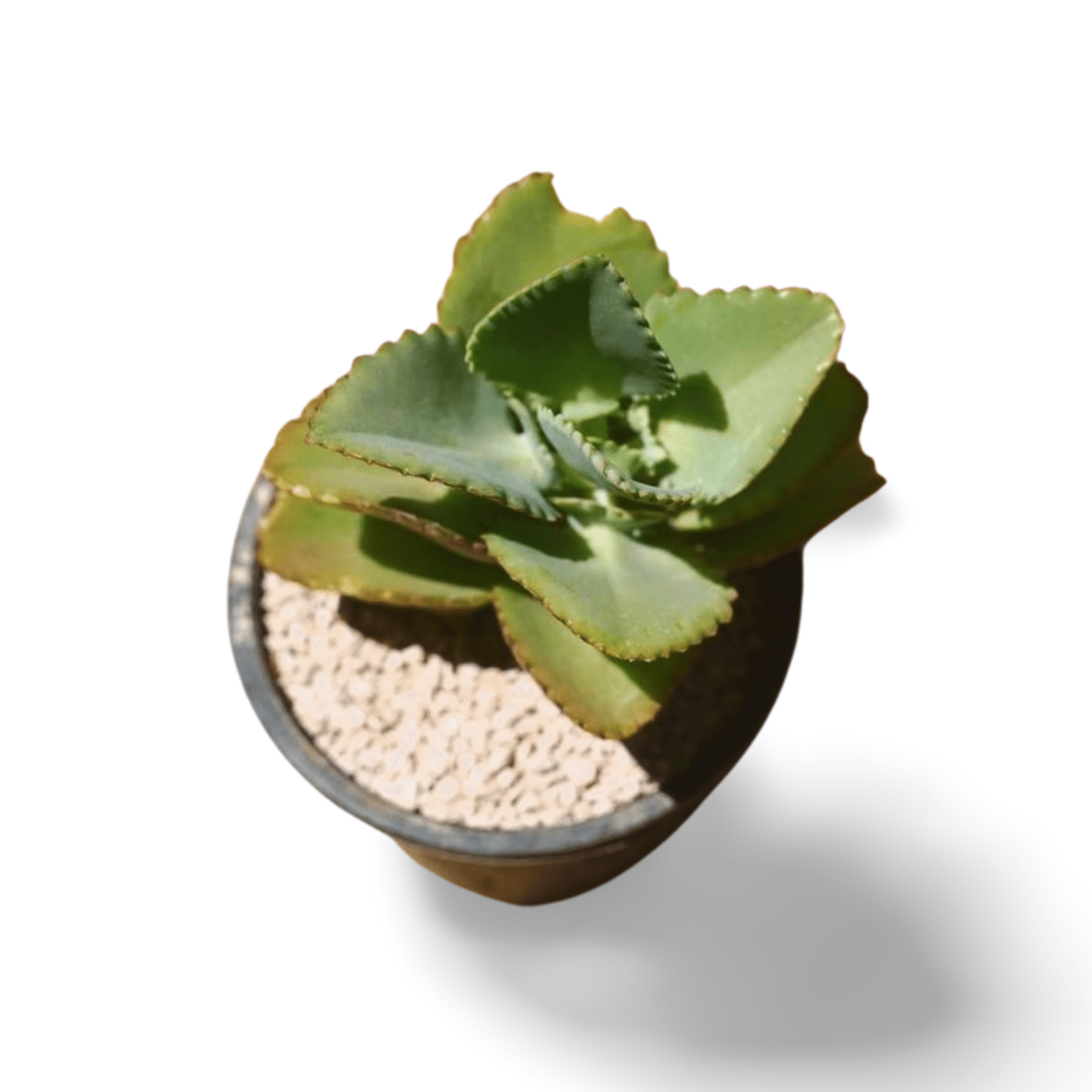 Kalanchoe laetevirens Large - Shalamar Nurseries & LandscapersShalamar Nurseries & Landscapers