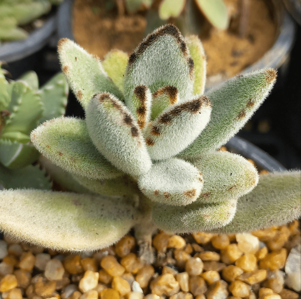 Kalanchoe (Panda Paw) - Shalamar Nurseries & LandscapersShalamar Nurseries & Landscapers