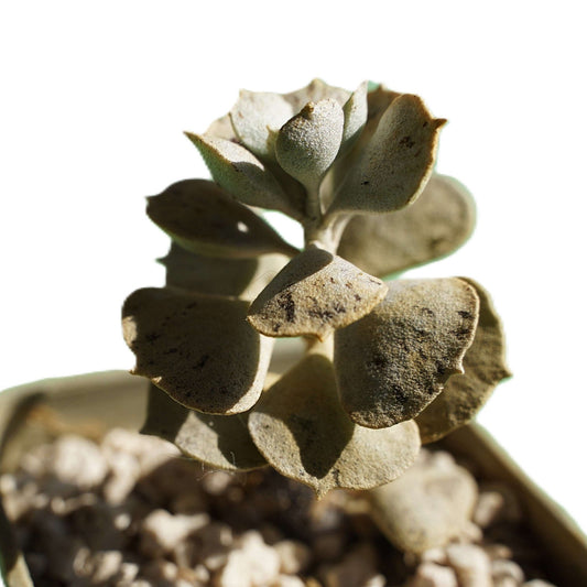 Kalanchoe pies from heaven - Shalamar Nurseries & LandscapersShalamar Nurseries & Landscapers