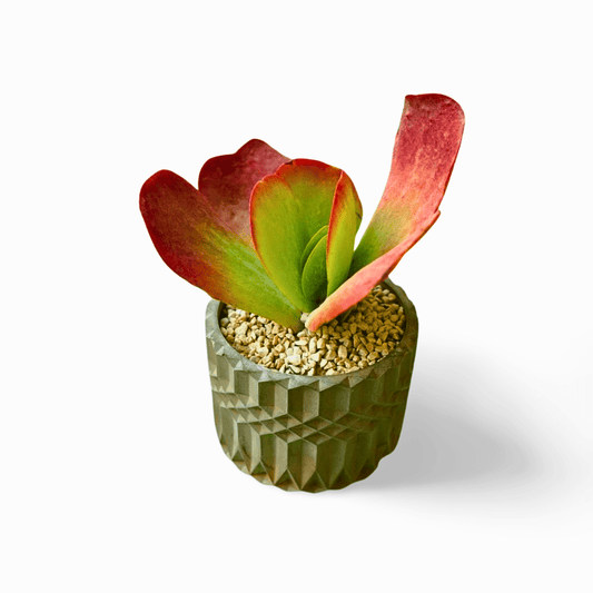 Kalanchoe tetraphylla Flapjack - Shalamar Nurseries & LandscapersShalamar Nurseries & Landscapers