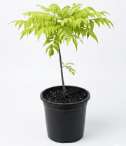 karri patta shalamar