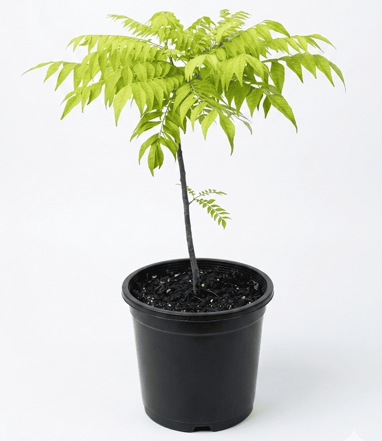 karri patta shalamar