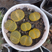 Lithops Green pot - Shalamar Nurseries & LandscapersShalamar Nurseries & Landscapers
