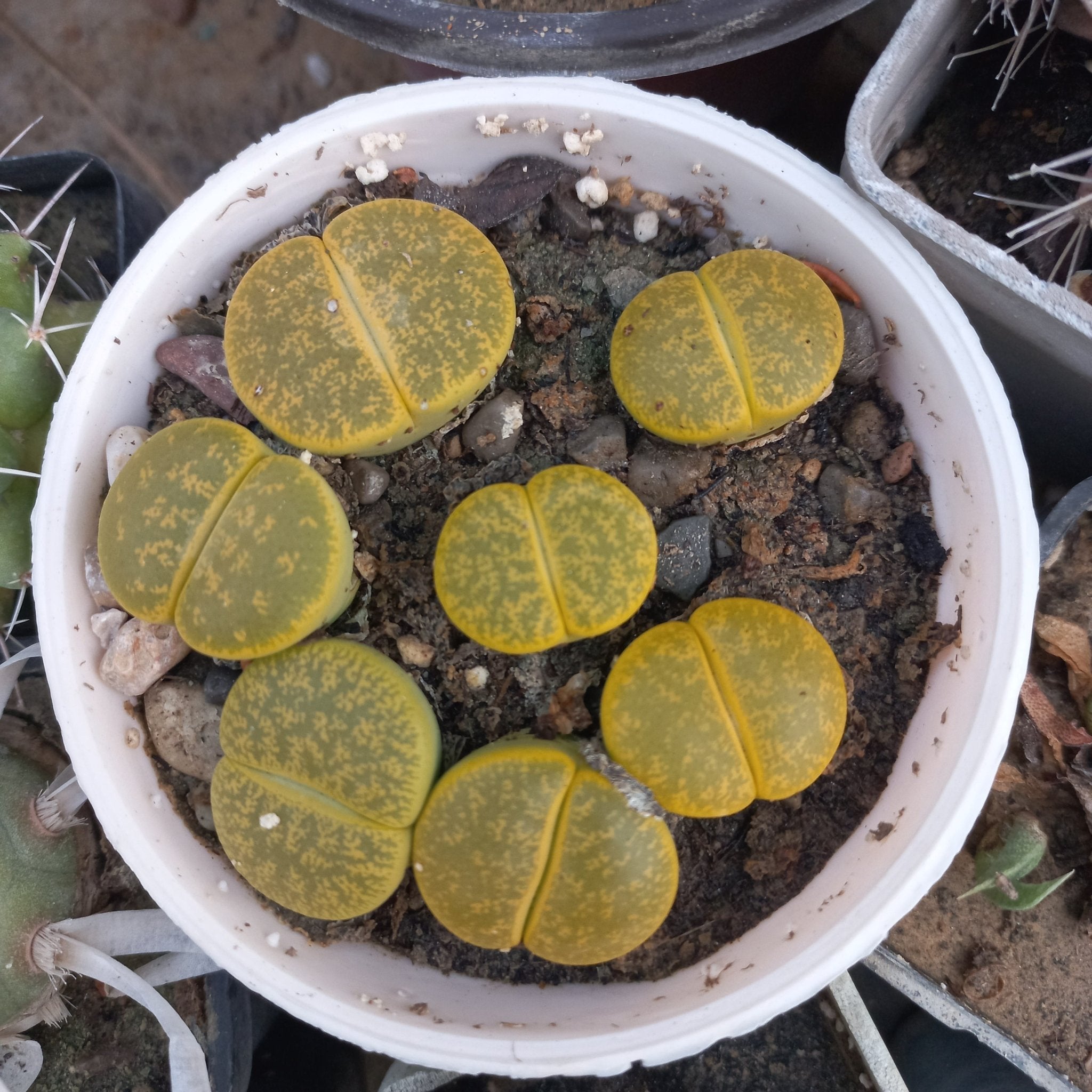 Lithops Green pot - Shalamar Nurseries & LandscapersShalamar Nurseries & Landscapers