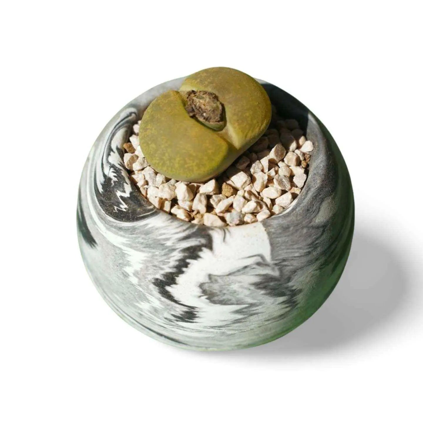 Lithops small