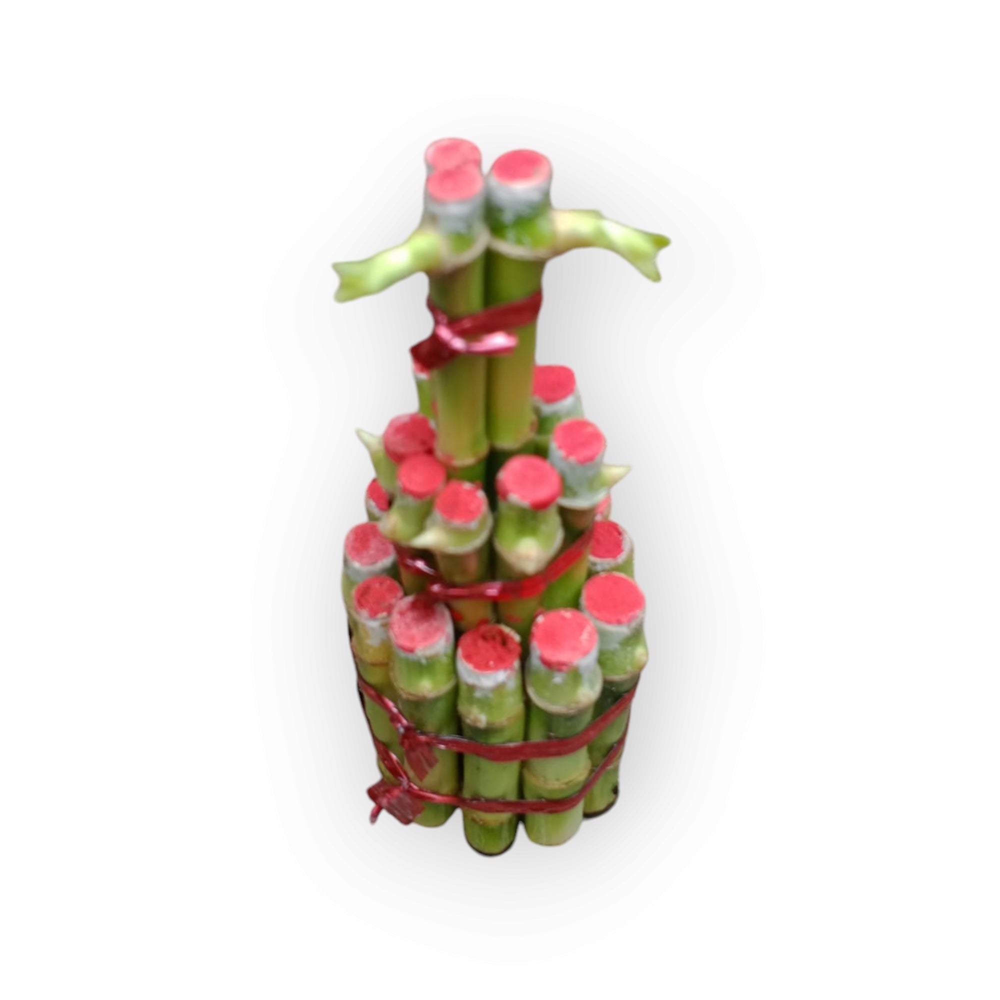 Lucky Bamboo Bunch - Shalamar Nurseries & LandscapersShalamar Nurseries & Landscapers