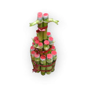 Lucky Bamboo Bunch - Shalamar Nurseries & LandscapersShalamar Nurseries & Landscapers