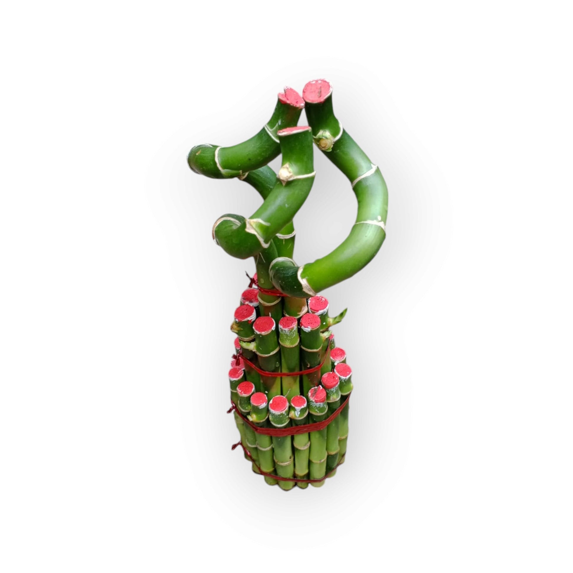 Lucky Bamboo Bunch - Shalamar Nurseries & LandscapersShalamar Nurseries & Landscapers