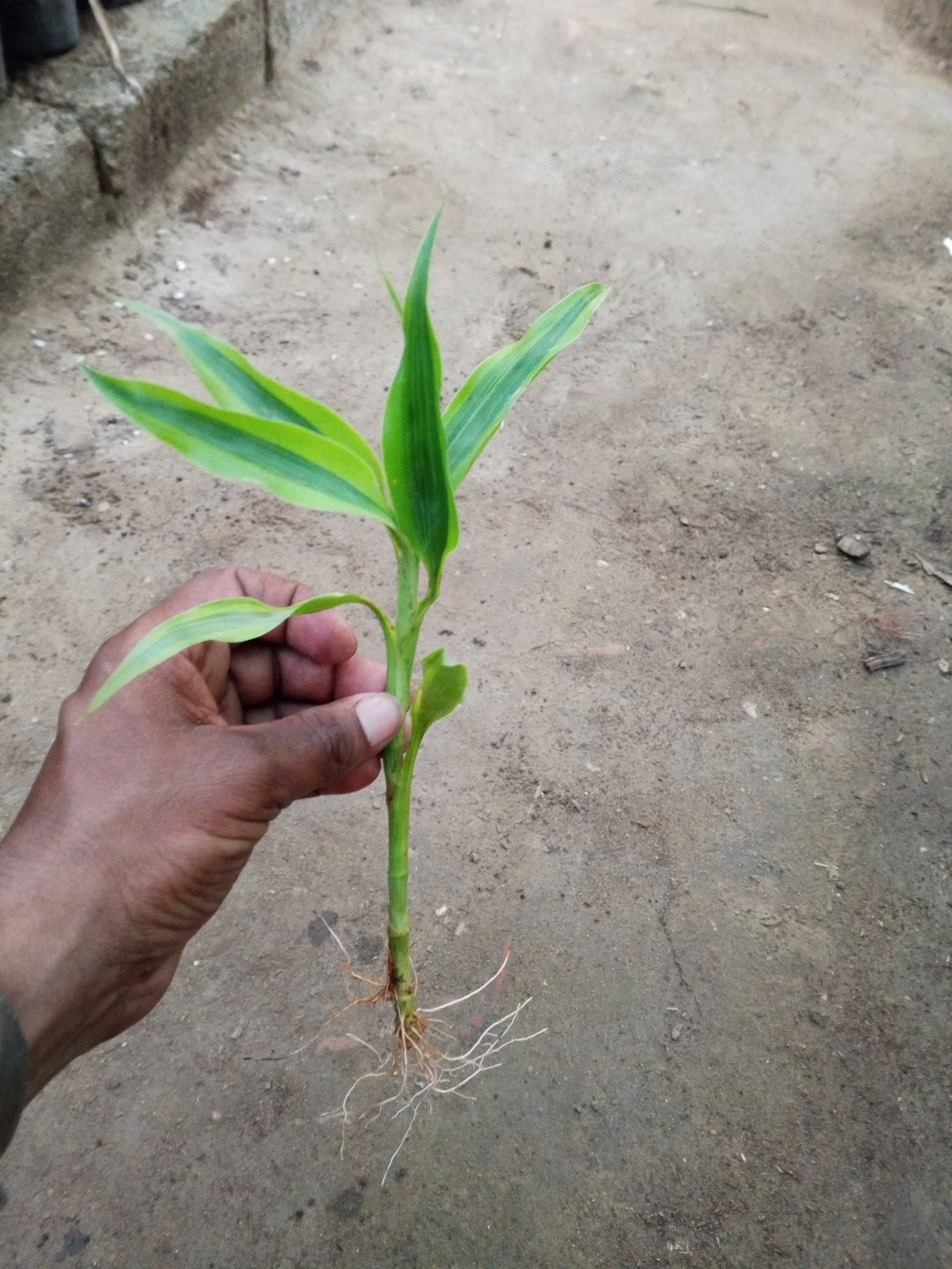 Lucky Bamboo Stick Straight - Shalamar Nurseries & LandscapersShalamar Nurseries & Landscapers
