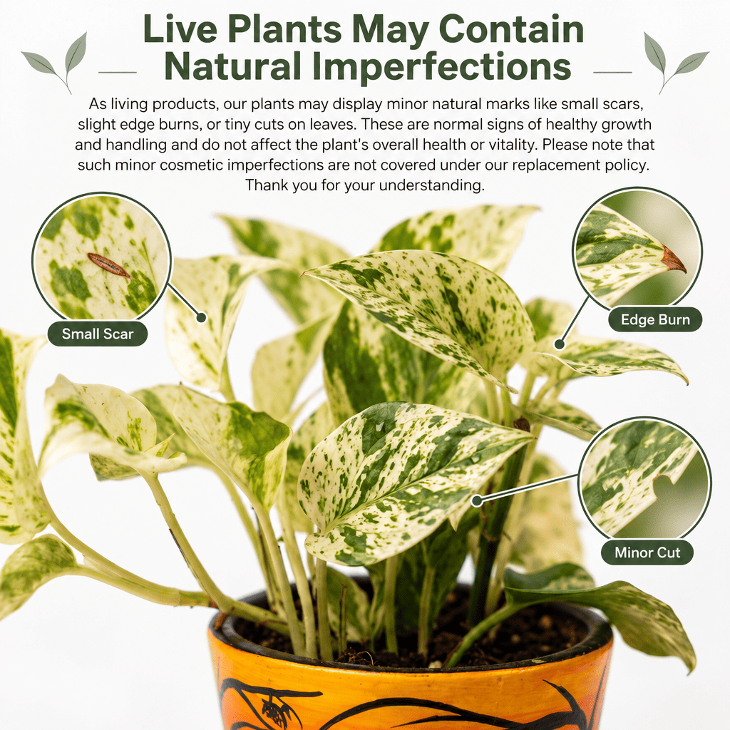 Plant care infographic