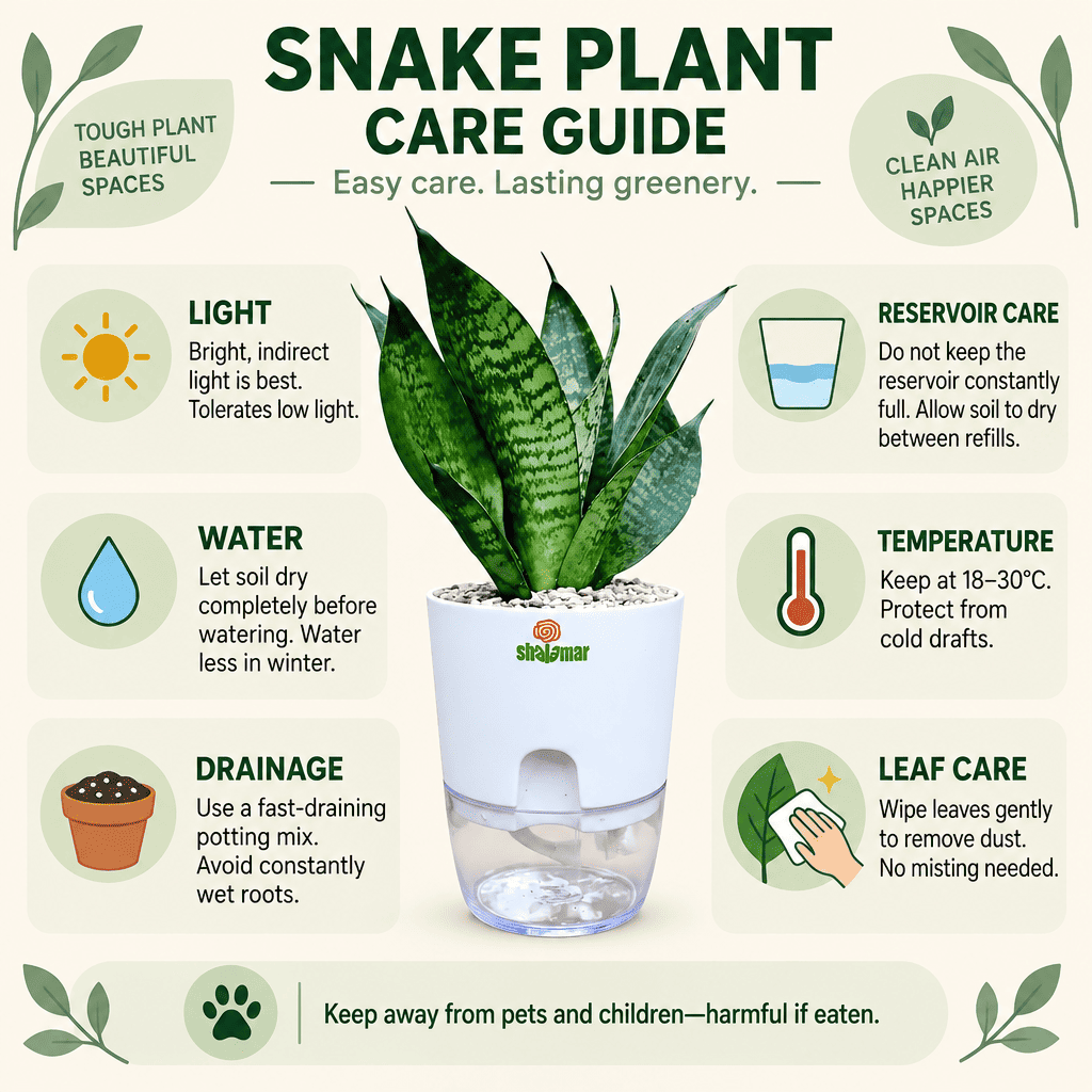 Snake Plant Care Guide - Shalamar Nurseries