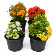 Ixora dwarf bundle