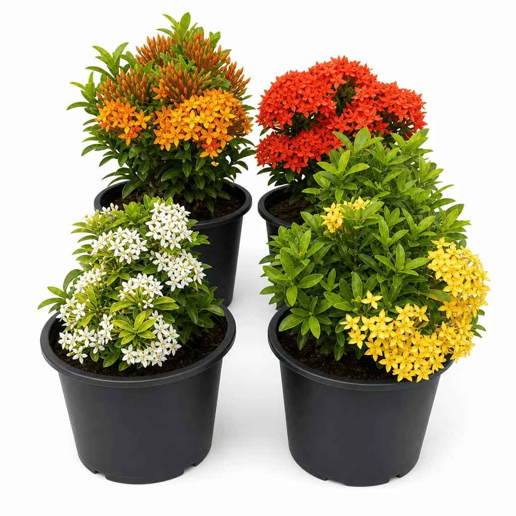 Ixora dwarf bundle