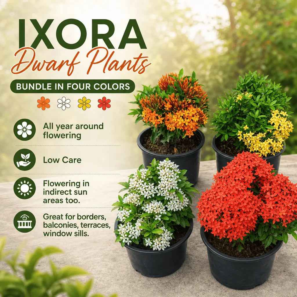 Ixora dwarf bundle