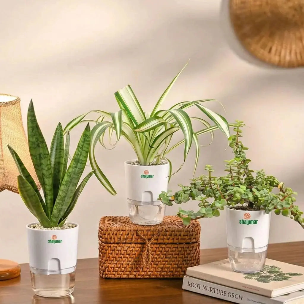 Set of 3 - Air Purifying Plants | Jade, Spider & Snake