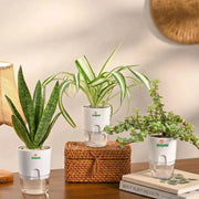 Set of 3 - Air Purifying Plants | Jade, Spider & Snake