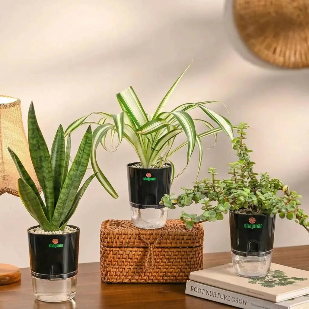 Set of 3 - Air Purifying Plants | Jade, Spider & Snake