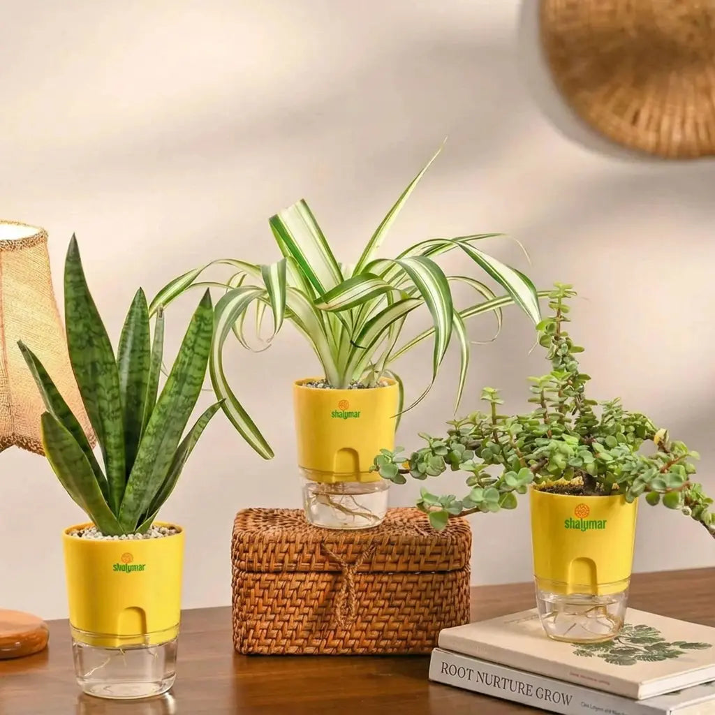 Set of 3 - Air Purifying Plants | Jade, Spider & Snake