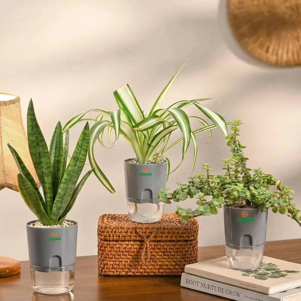 Set of 3 - Air Purifying Plants | Jade, Spider & Snake