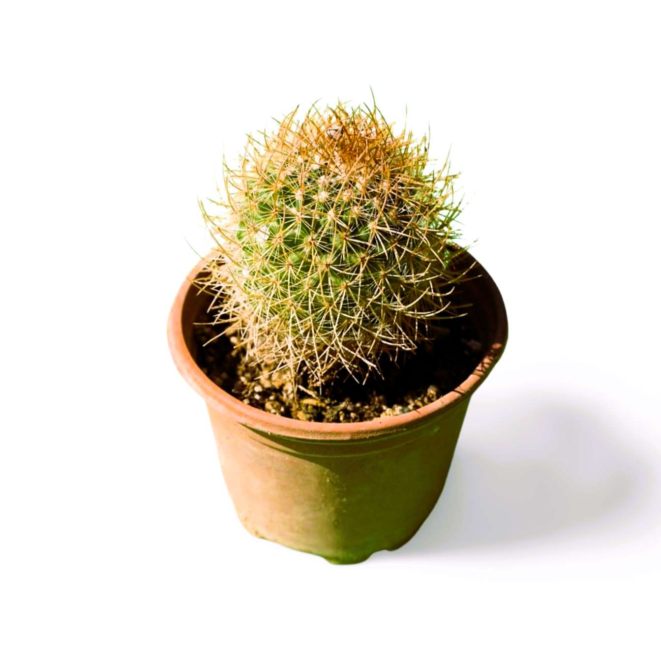 Mammilaria Rainbow pincushion - Shalamar Nurseries & LandscapersShalamar Nurseries & Landscapers