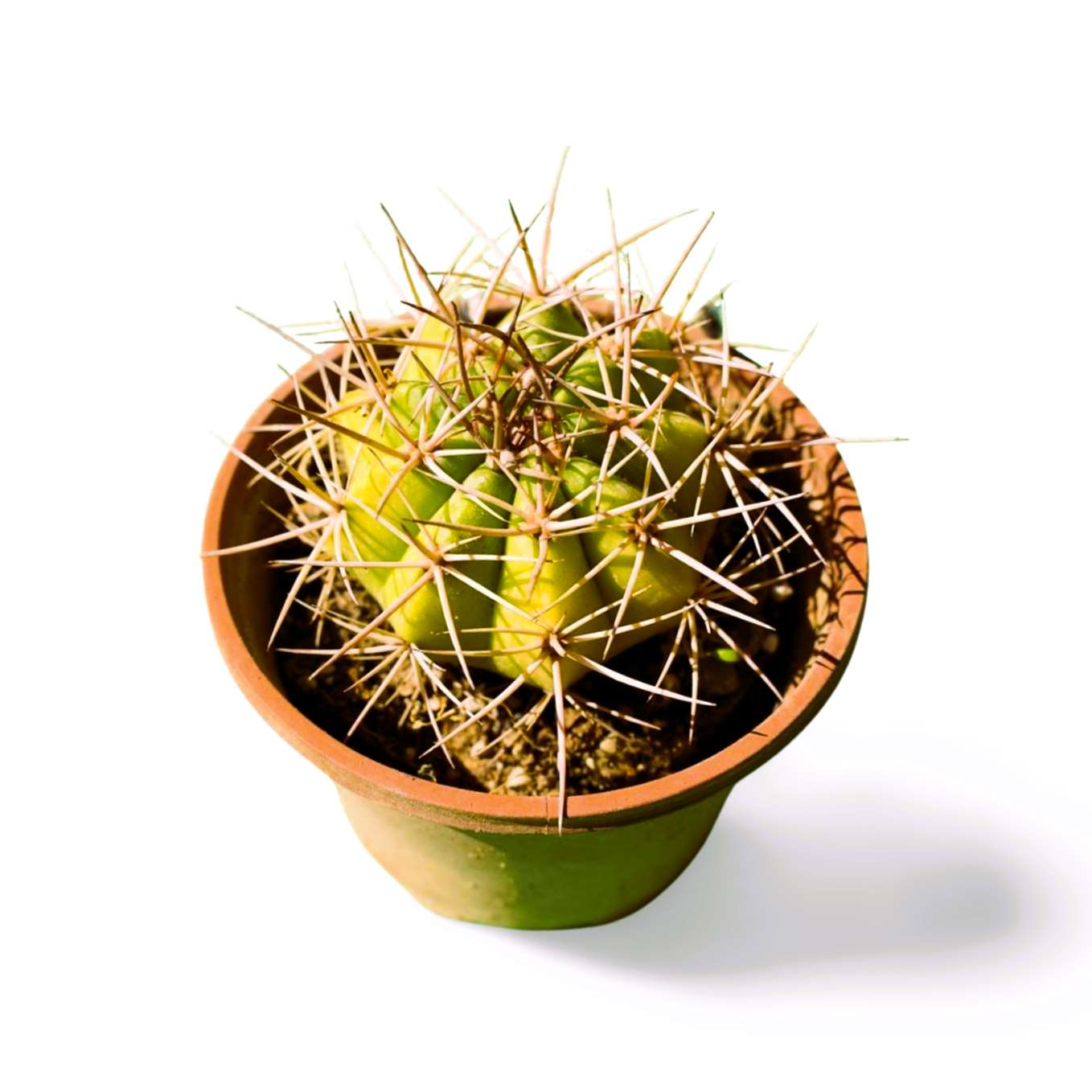 Melocactus Dwarf Turk's Cap - Shalamar Nurseries & LandscapersShalamar Nurseries & Landscapers