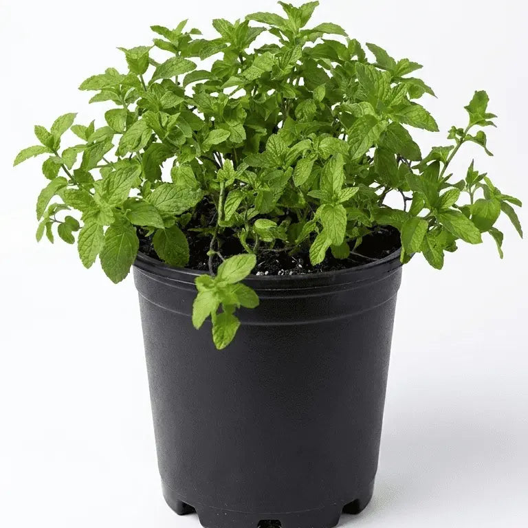 Mint