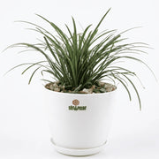 Black Mondo Grass Ophiopogon in Luma Pot - Shalamar Nurseries & Landscapers