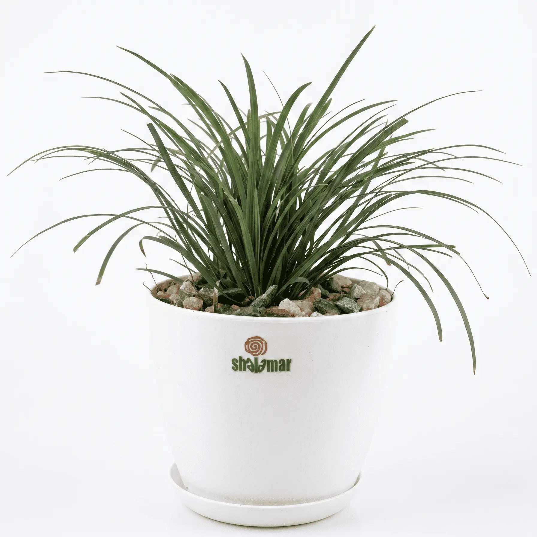 Black Mondo Grass Ophiopogon in Luma Pot - Shalamar Nurseries & Landscapers