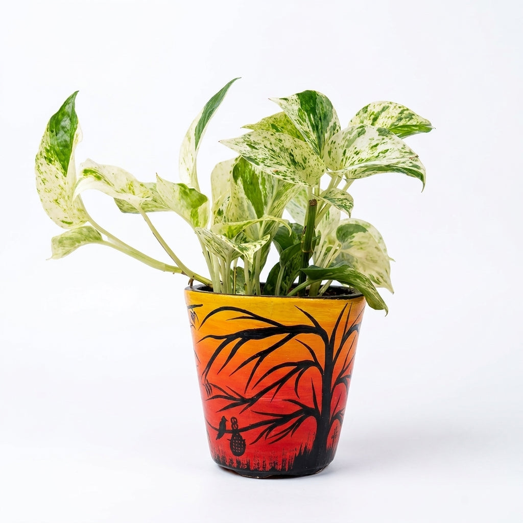money_plant_marble_queen_painted_pot_shalamar