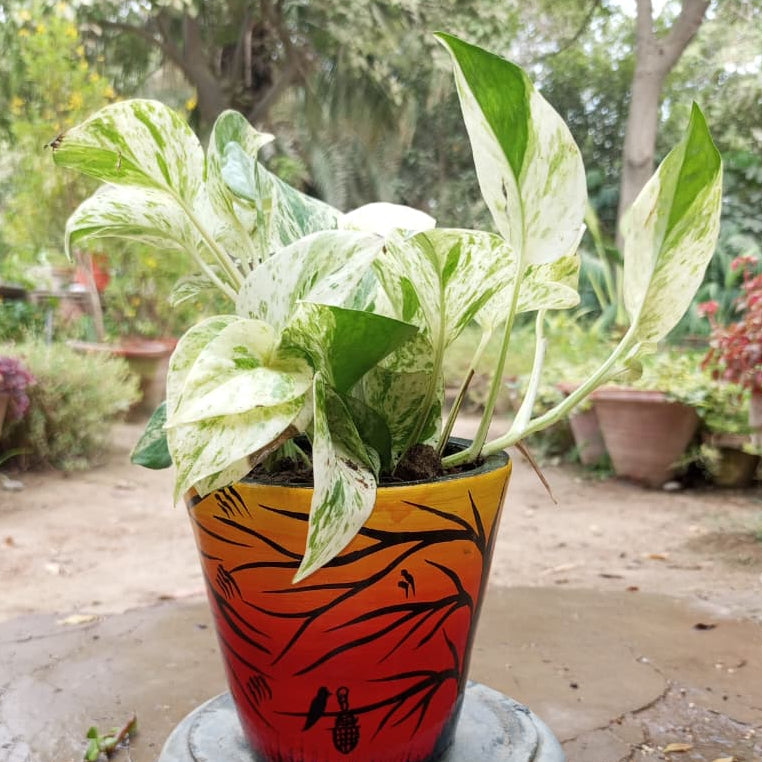 money plant marble queen painted pot shalamar