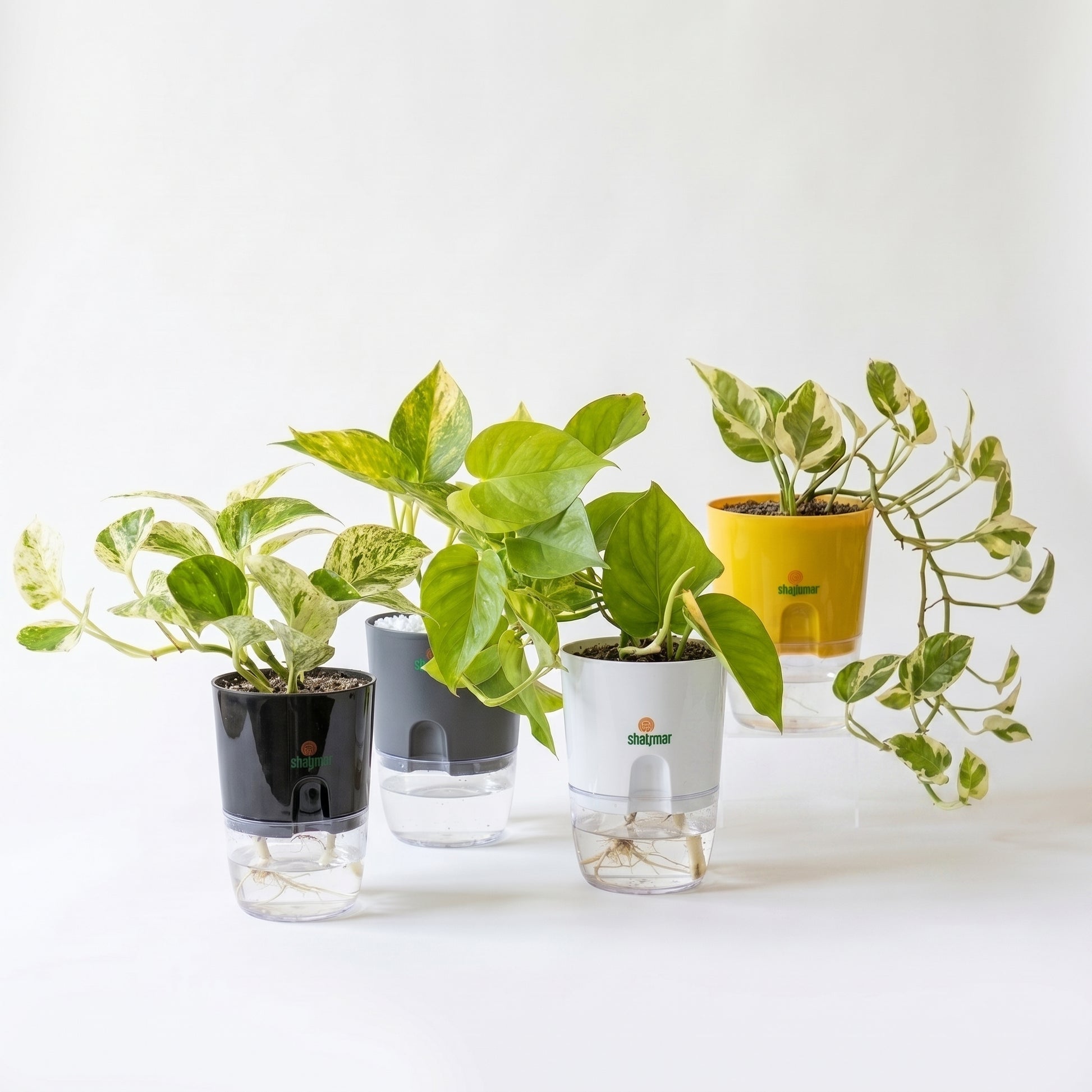 money plants bundle shalamar