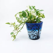 n joy money plant in self watering pot