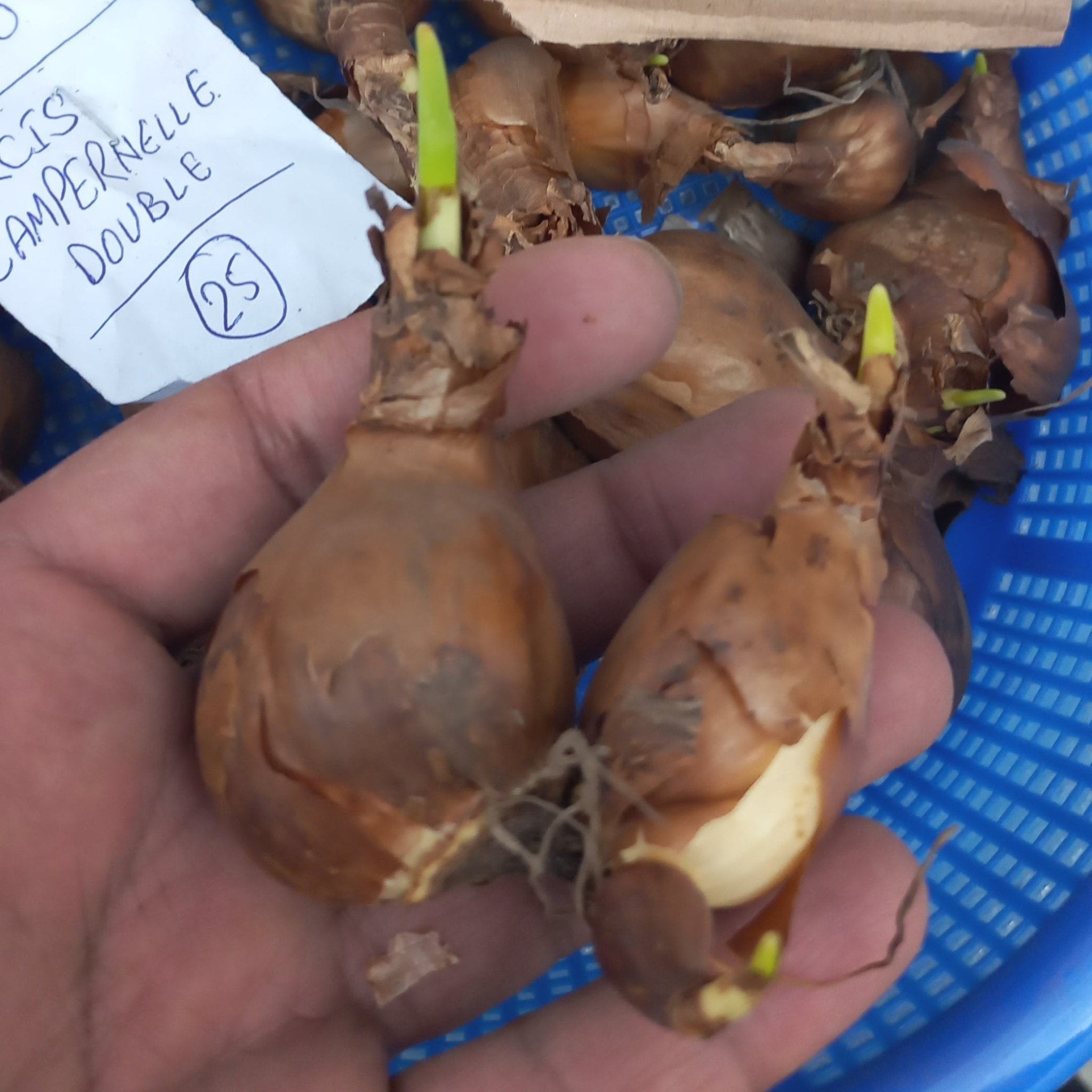 NARCISSUS (NARGIS) bulbs Pack of 10 - Shalamar Nurseries & LandscapersShalamar Nurseries & Landscapers