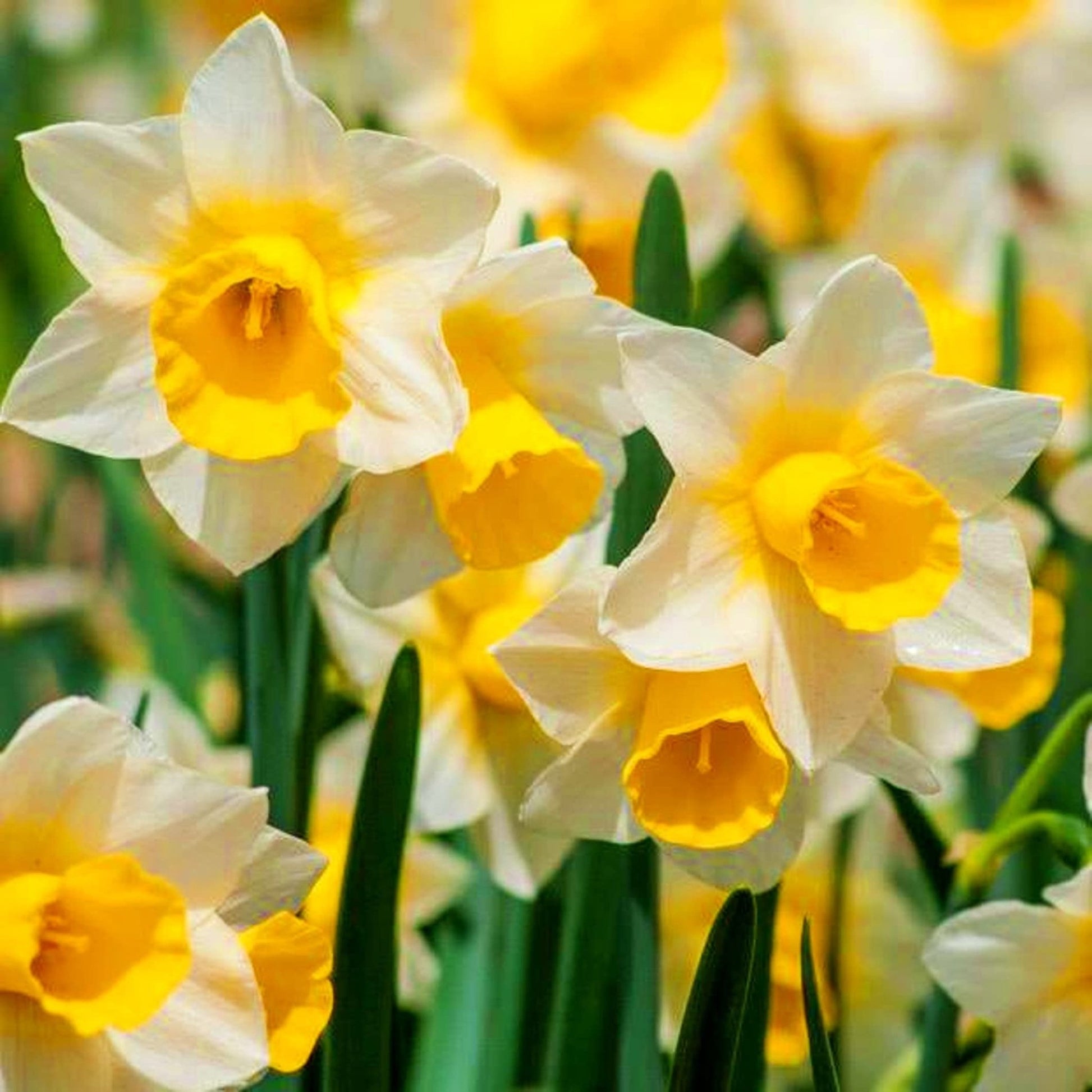 NARCISSUS (NARGIS) bulbs Pack of 10 - Shalamar Nurseries & LandscapersShalamar Nurseries & Landscapers