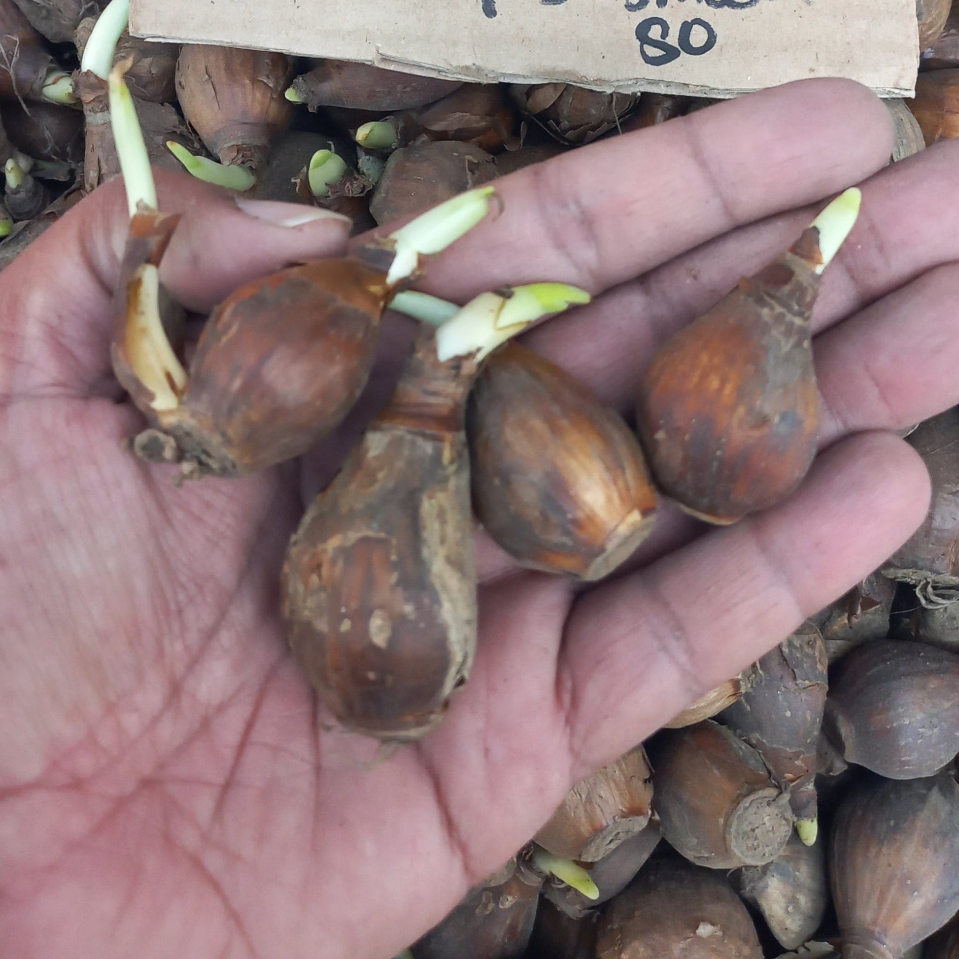 NARCISSUS (NARGIS) bulbs Pack of 10 - Shalamar Nurseries & LandscapersShalamar Nurseries & Landscapers