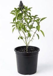 Sweet Basil Niaz Bu - Shalamar Nurseries & Landscapers