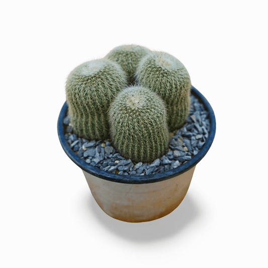 Notto clump - Shalamar Nurseries & LandscapersShalamar Nurseries & Landscapers