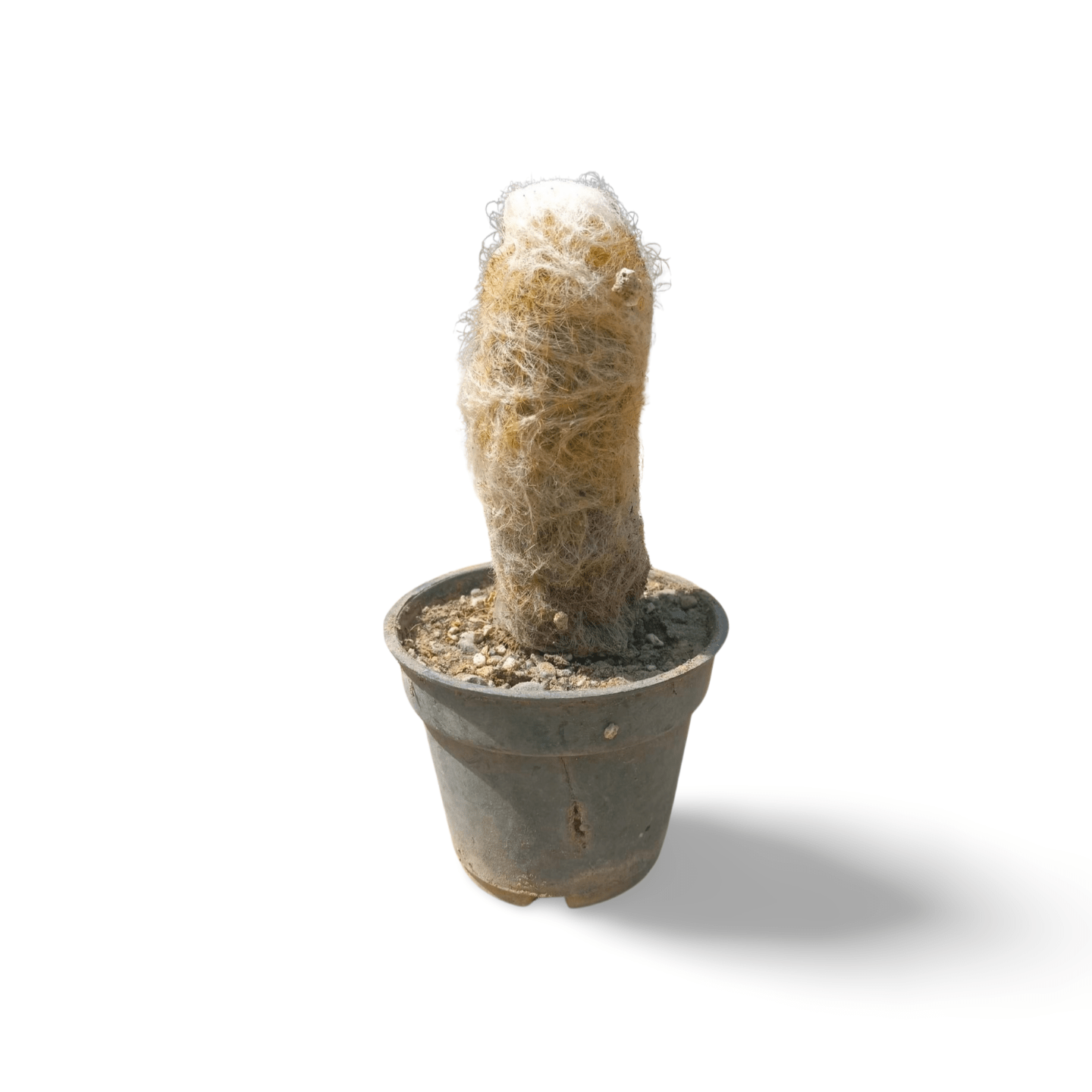 Old man catus Cephalocerues - Shalamar Nurseries & LandscapersShalamar Nurseries & Landscapers