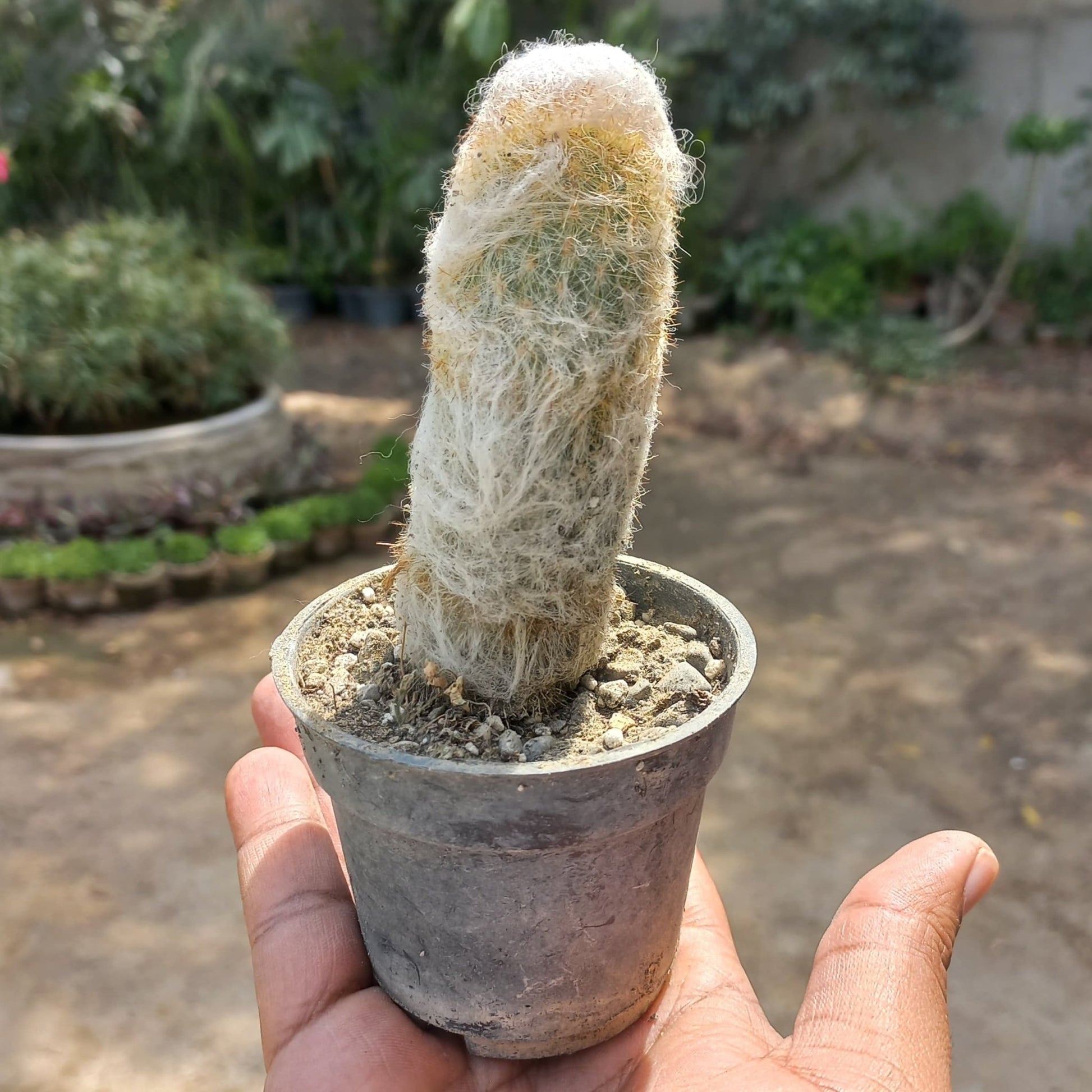 Old man catus Cephalocerues - Shalamar Nurseries & LandscapersShalamar Nurseries & Landscapers