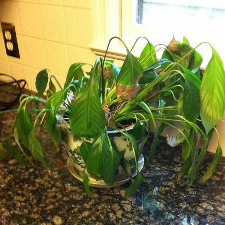 Underwatering