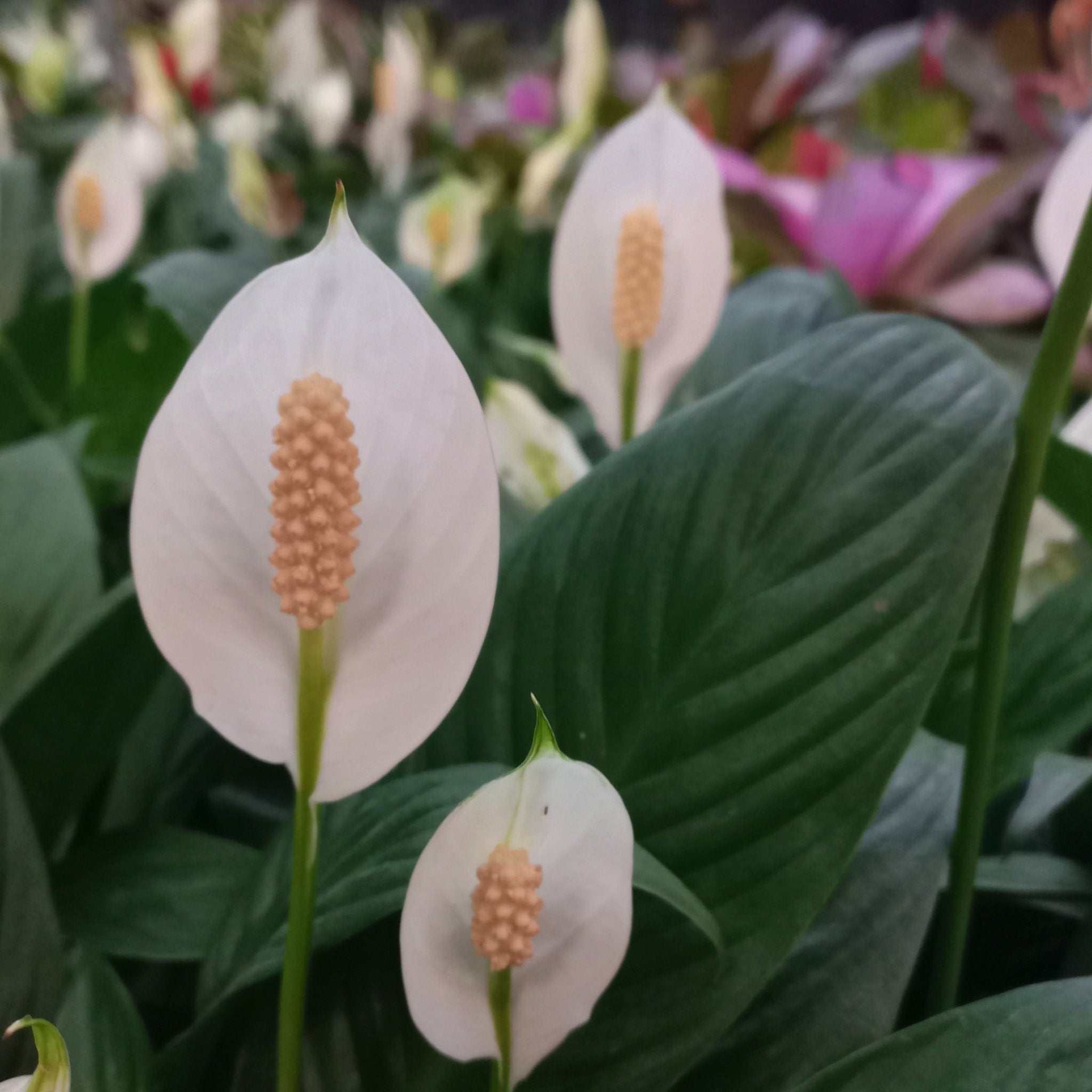 Peace Lily - Shalamar Nurseries & LandscapersShalamar Nurseries & Landscapers
