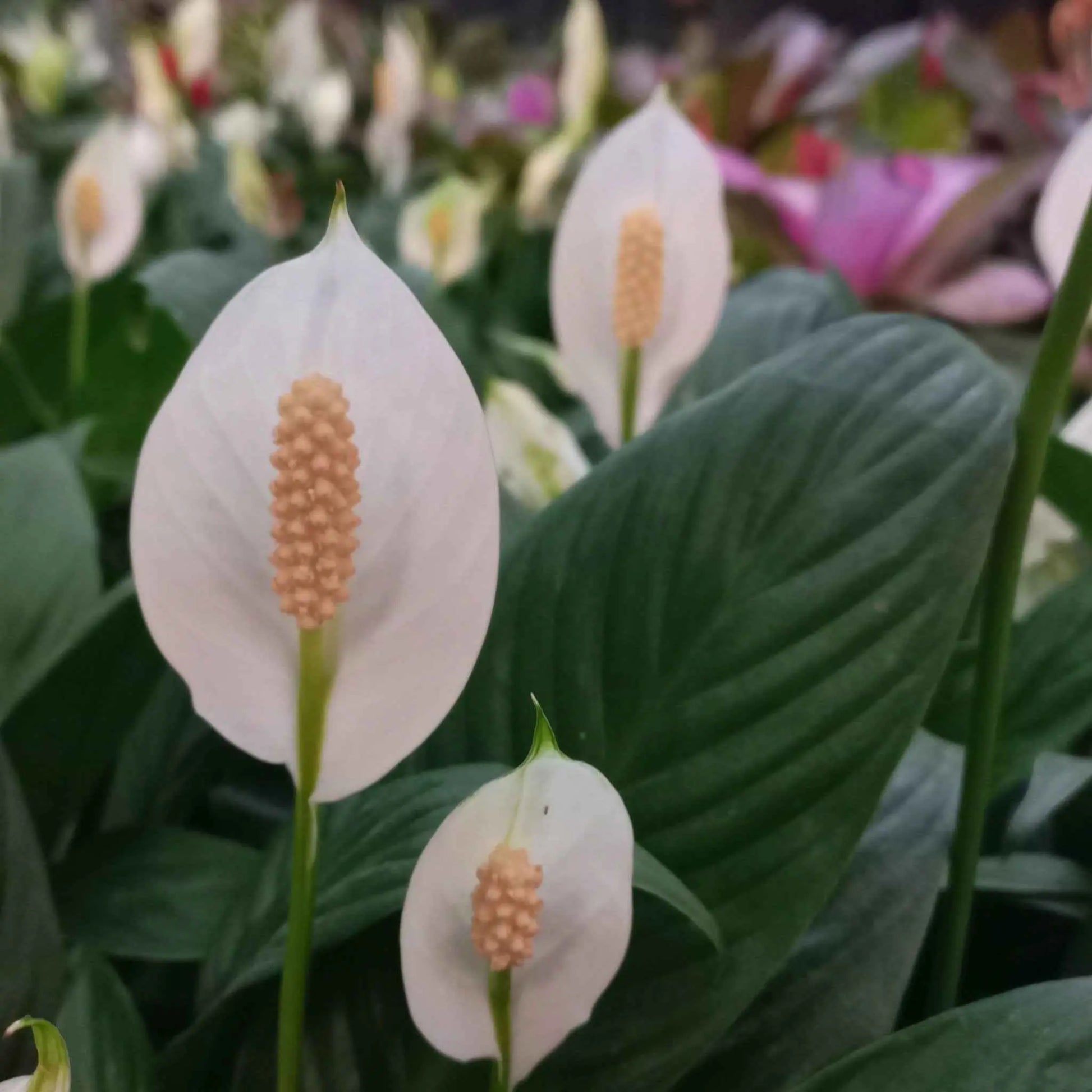 Peace Lily