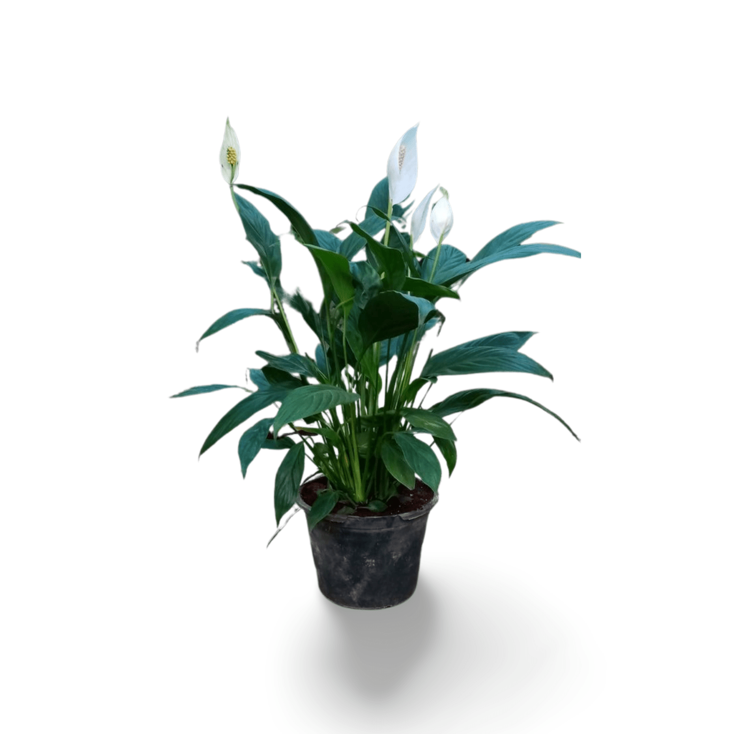Peace Lily - Shalamar Nurseries & LandscapersShalamar Nurseries & Landscapers