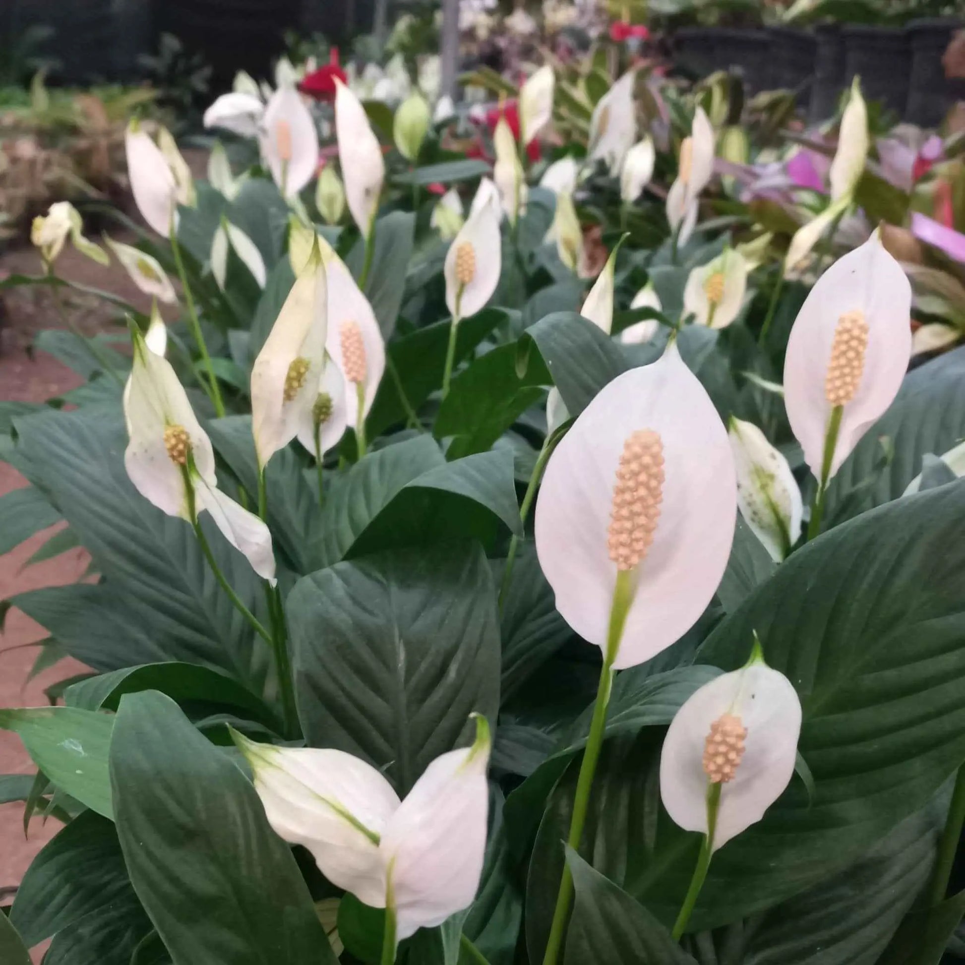 Peace Lily