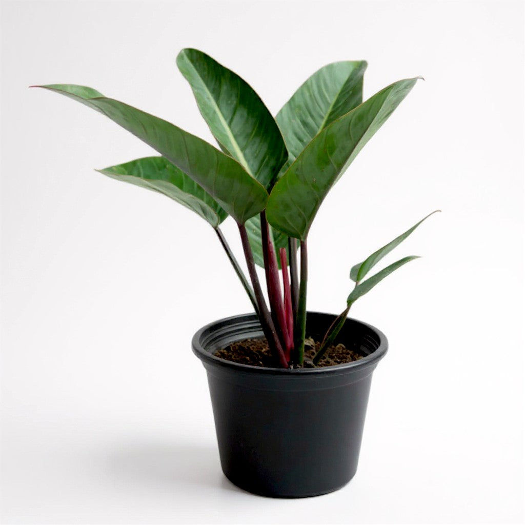 Philodendron Red Congo