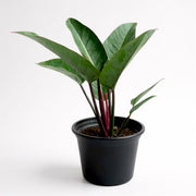 Philodendron Red Congo
