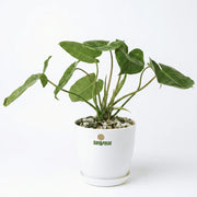 Philodendron Green Burle Marx in Luma Pot - Shalamar Nurseries & Landscapers