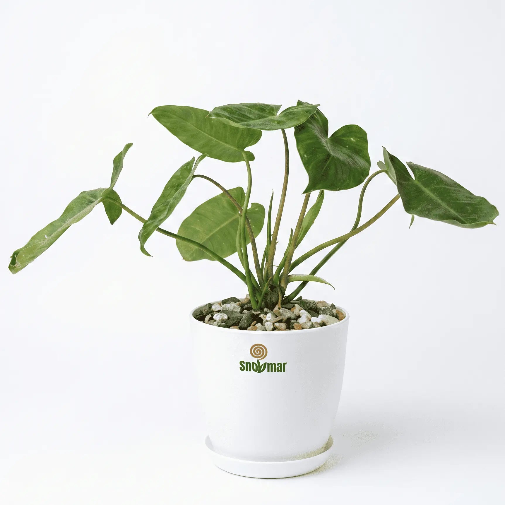 Philodendron Green Burle Marx in Luma Pot - Shalamar Nurseries & Landscapers