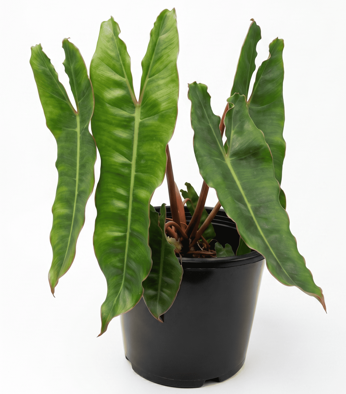 philodendron billietiae shalamar nursery